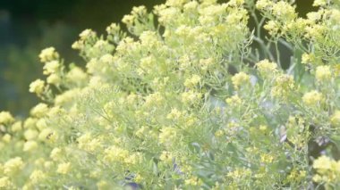 Güneşli bir günde rüzgarda sallanan güzel sarı düğün çiçekleri..