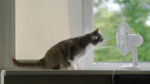 Кіт Грає Електричним Вентилятором Підвіконні Біля Відкритого Вікна Під Час — стокове відео