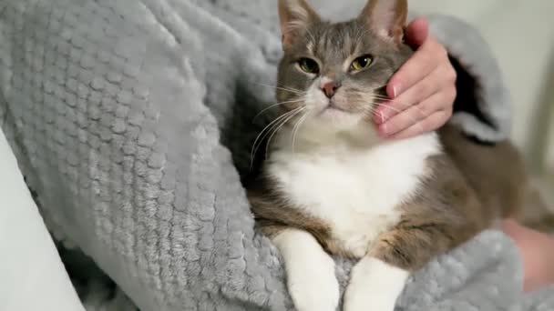 Domestic Cat Trustingly Snuggled Woman Cat Loved Human Hand — Stockvideo