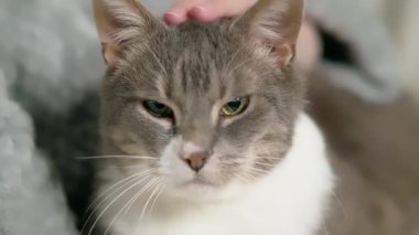 İnsan eliyle okşanmayı seven mutlu, beyaz saçlı bir kedi..