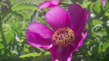 Bahçedeki kırmızı-pembe şakayık. Bahar bahçesinde çiçek açan şakayıklar.