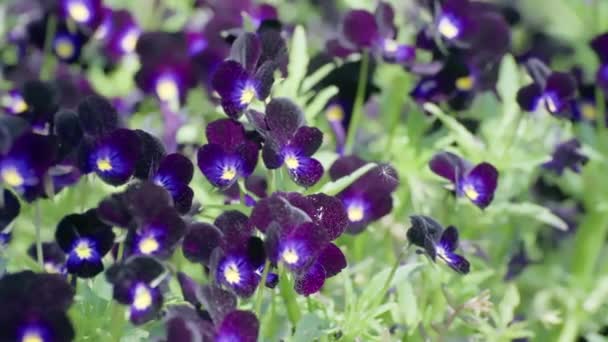 Violetas Azul Púrpura Jardim Pansies Florescendo Jardim — Vídeo de Stock