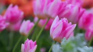 Güzel bir buket pembe lale. Renkli laleler. doğa arkaplanı