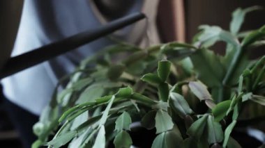 Bir kadın gri plastik bir sulama kutusuyla bir bitkiyi suluyor. Kapalı alandaki bitkilerle ilgilenmek