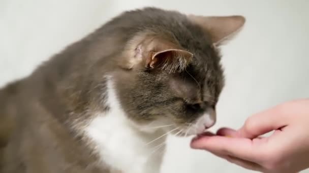 Cat Eats Hands Owner Woman Feeds Cat Food — 图库视频影像