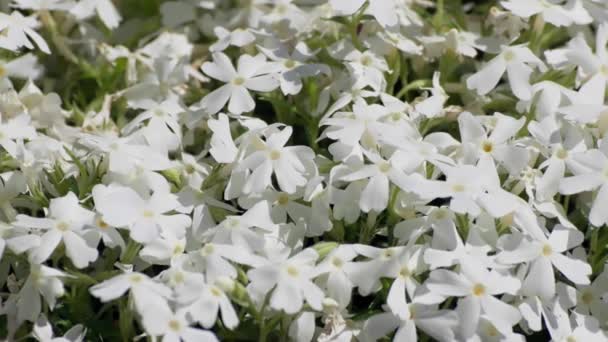 Close Blooming White Phlox Subulate Beautiful White Flowers — Vídeo de Stock
