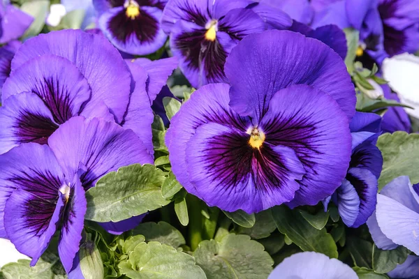 Close Beautiful Violet Purple Blue Toned Pansies Blooming Pansy Flowers — Fotografia de Stock