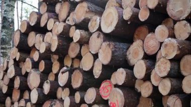 Freshly sawn logs in the forest. Stacked tree trunks on the edge of the forest.