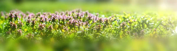 Panorama of labial purple or red nettle. Beautiful spring flowers in the park.