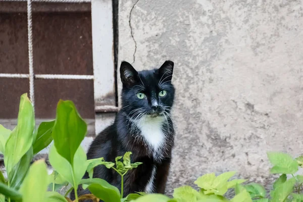 Important Curious Black Cat Peeks Out Garden Fence — Stock fotografie
