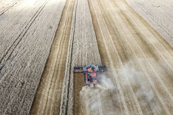 Aerial View Harvester Working Large Wheat Field Harvest — Stockfoto