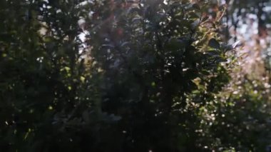 Soft sunlight shines through the trees. Idyllic environment, ecotourism