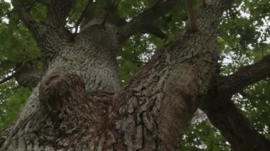 Look up under an old huge tree. large trunk and dense crown of oak.