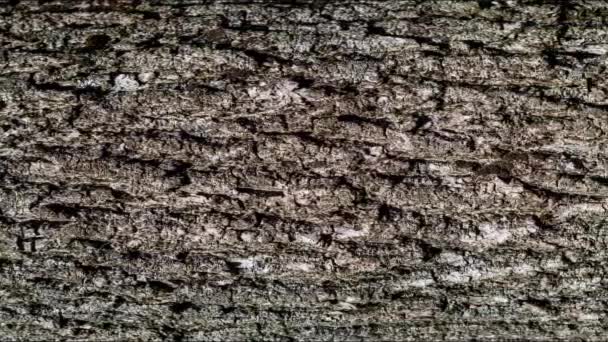 Embossed Texture Brown Tree Bark Panorama Oak Bark Surface — Video Stock