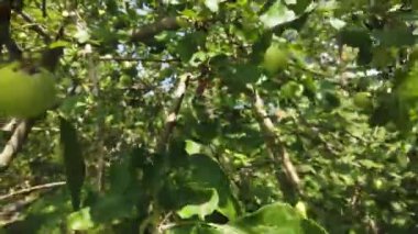 Bahçesinde yeşil elmalar olan elma dalları..