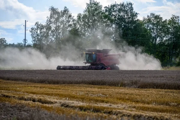 Kırmızı Hasatçı Altın Olgunlaşmış Buğdayı Hasat Eder Tarımın Gelişimi — Stok fotoğraf