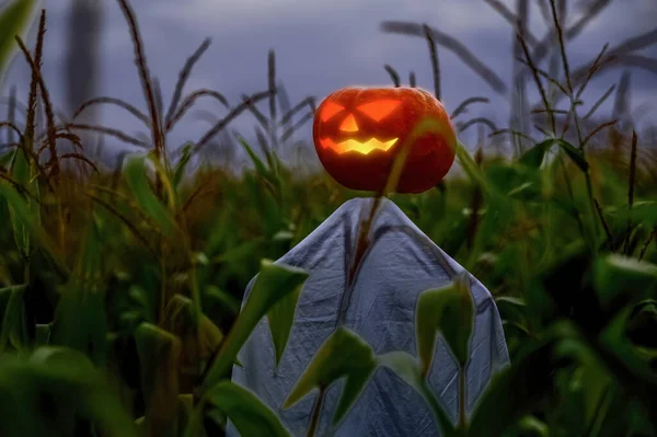 Zářící Dýně Strašák Pro Halloween Širokém Kukuřičném Poli Čerpat Noci — Stock fotografie