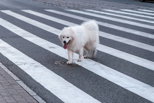 Умная Бродячая Собака Переходит Дорогу Пешеходным Переходом — стоковое фото