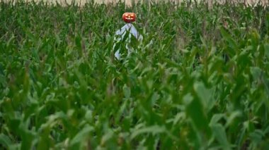 Fırtınalı bir günbatımının arka planına karşı mısır tarlasında ışıldayan gözleri olan korkutucu bir korkuluk. Cadılar Bayramı konsepti