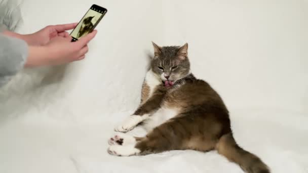 Kvinna Fotografering Söt Katt Liggande Vit Soffa Med Hjälp Smartphone — Stockvideo