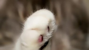 Gri kedi yıkıyor. Kedi ön pençesini yalıyor ve pençesiyle ağzını siliyor. Beyaz pençe yaklaş.