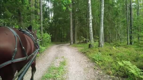 马把马车拖在森林路上 深褐色的马牵着马车 — 图库视频影像