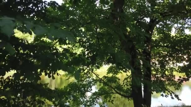 Trä Medeltida Anordning För Straff Tortyr Avrättning Gröna Lövverk Träd — Stockvideo