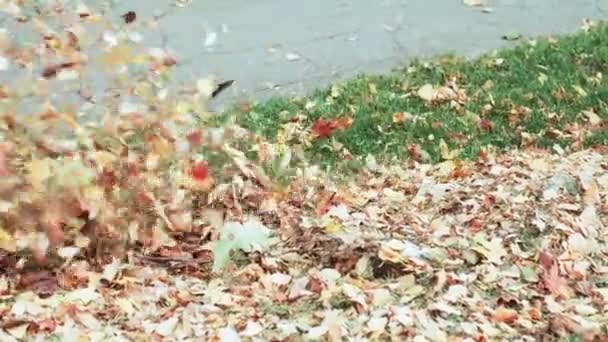 庭や公園の緑の芝生から送風機で秋の落ち葉を削除 — ストック動画