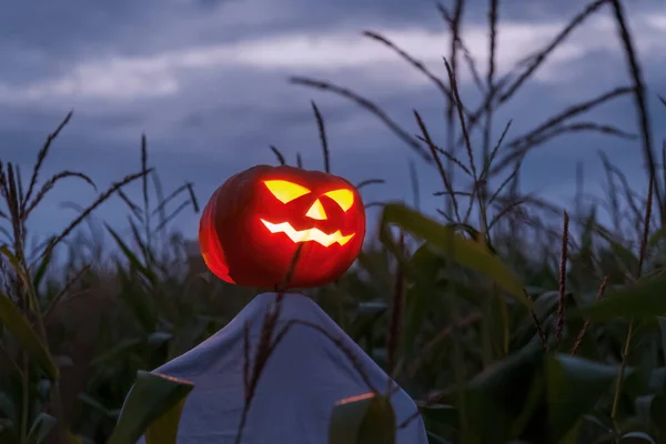 Egy Madárijesztő Egy Izzó Tökfejjel Egy Éjszakai Kukoricaföldön Hátborzongató Halloween — Stock Fotó
