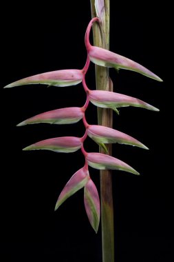 siyah arka plan üzerinde orkide