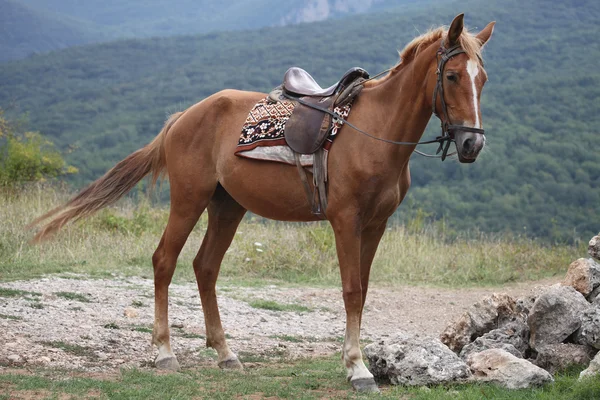 Cavalo. — Fotografia de Stock