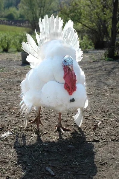 Witte Turkije. — Stockfoto