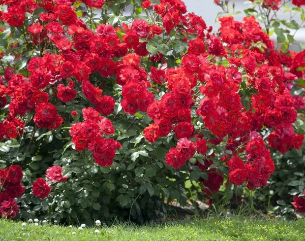 Bush de rosas rojas. Imágenes de stock libres de derechos