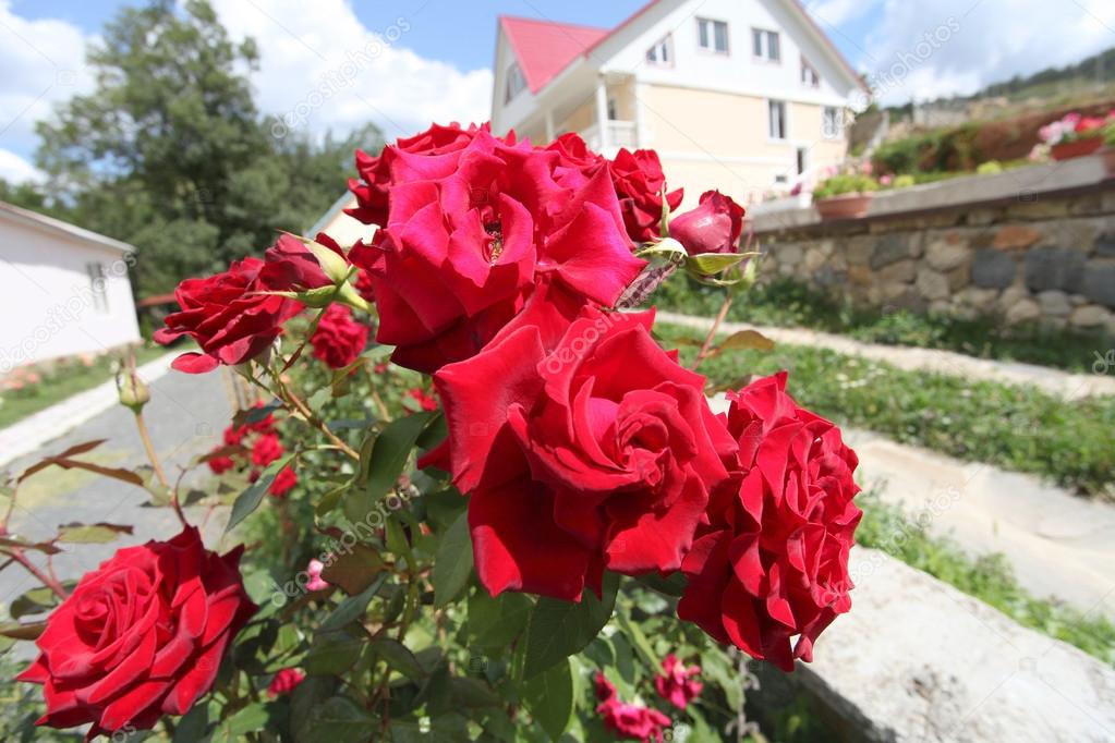 Bush of red roses.