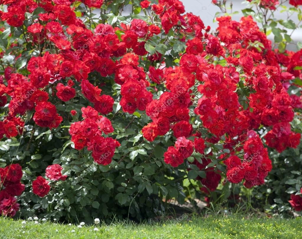 Bush of red roses. Stock Photo by ©svetlanka7777 29760767