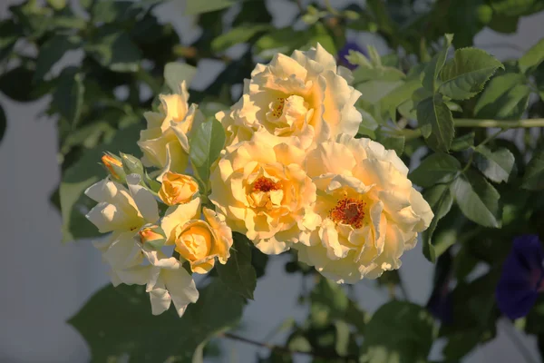 Rama de rosas amarillas —  Fotos de Stock