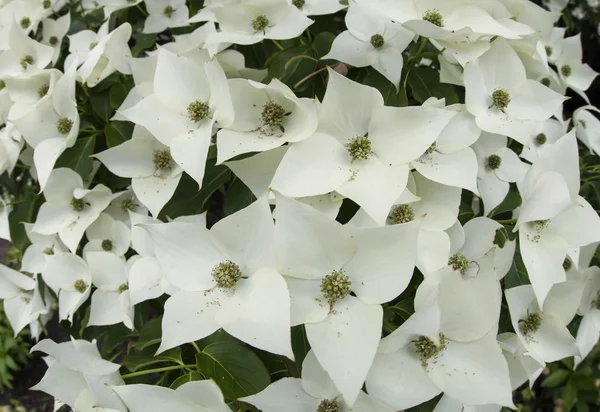 çiçekli kousa kızılcık ağacı.