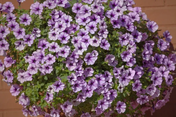 Petunia púrpura . — Foto de Stock