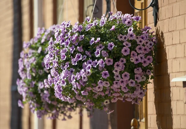 Petunia flowers. — Stock Photo, Image