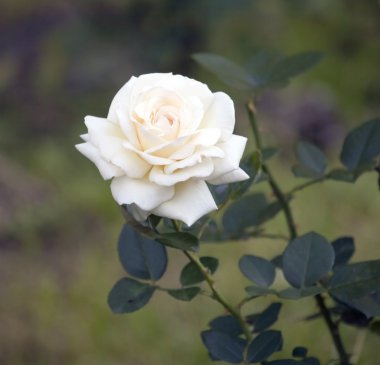 White rose in the garden. clipart