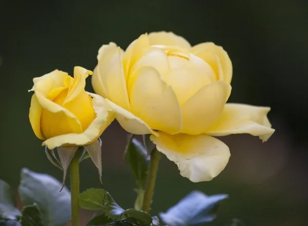 Rosas amarelas . — Fotografia de Stock