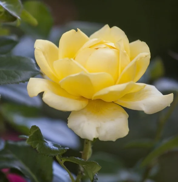 Rosa amarilla única . —  Fotos de Stock