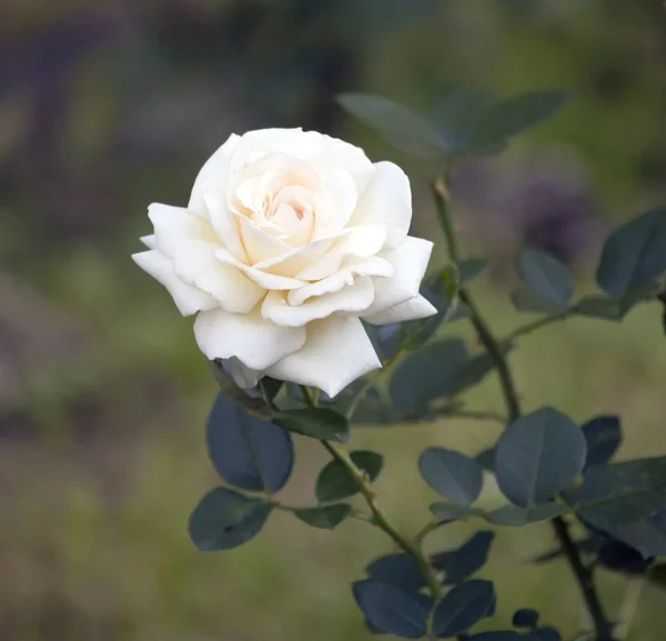 Rosa blanca en el jardín. —  Fotos de Stock