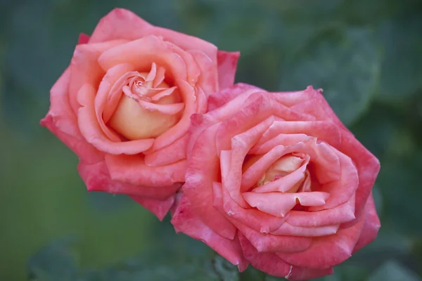 Un par de rosas rosadas . —  Fotos de Stock