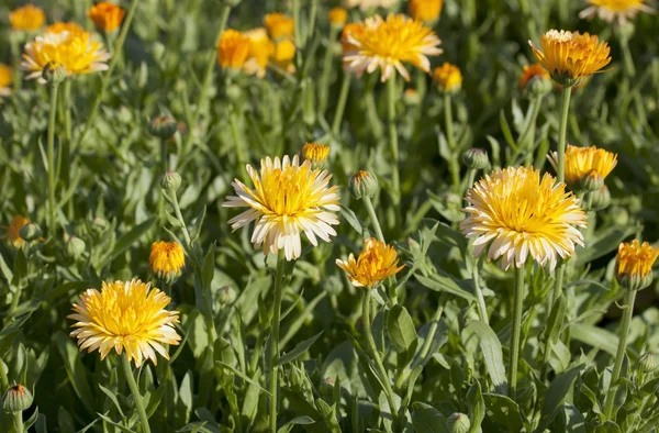 Contexte de Chrysanthème . — Photo