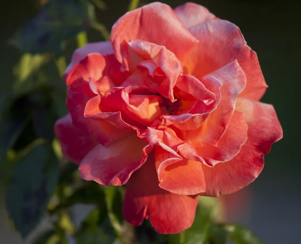 Rosa escarlata . —  Fotos de Stock
