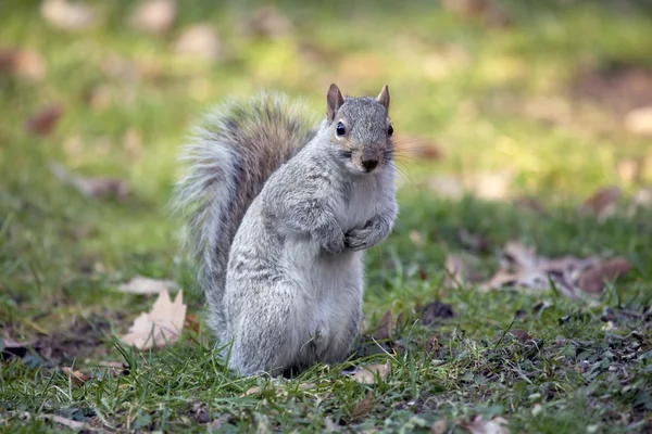 Grijze eekhoorn in het central park. — Stockfoto