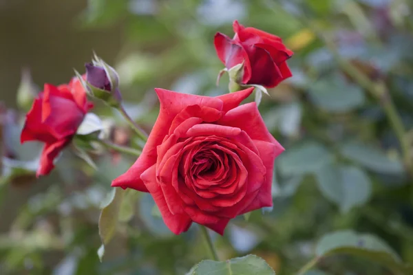 Rosas rojas florecientes . —  Fotos de Stock