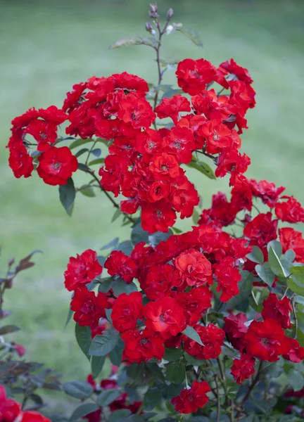 Bush de rosas rojas. —  Fotos de Stock