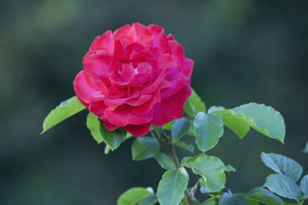 Rosa roja floreciente . —  Fotos de Stock